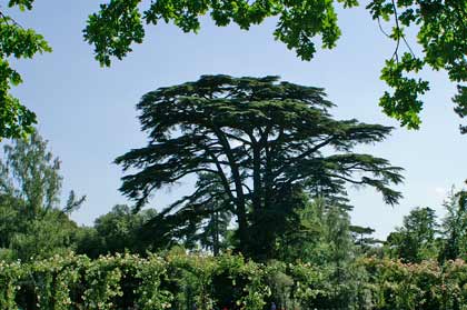 ������������ �����������. �������. ������ ������ (Blenheim Palace). ����. ������ ������ �������� � ����
