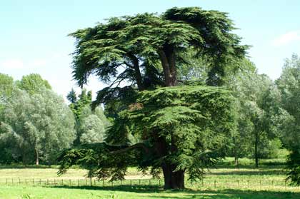 ������������ �����������. �������. ������ ������ (Blenheim Palace). ����. ������ ������ �������� � ����