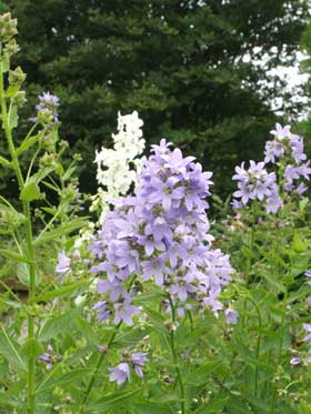 &nbsp;������������ �����������. ���������. �����. ����� �����. ���������� ��� (Walled Garden).