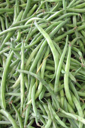 �������. ����� (Antibes). �����.