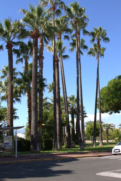 �������. ����� (Cannes). ���������� ������� (La Croisette).