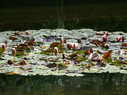 ��������. �������. ���� Planten un Blomen
